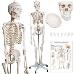 JAGO Emberi csontváz makett 181,5 cm